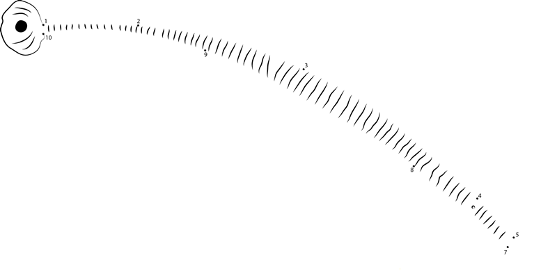 Orange Banded Pipefish dot to dot worksheets