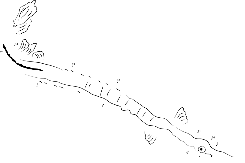 Pipefishes printable dot to dot worksheet