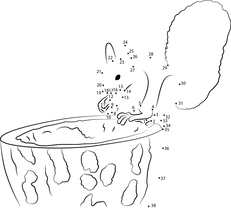 Forest Cute Squirrel dot to dot worksheets