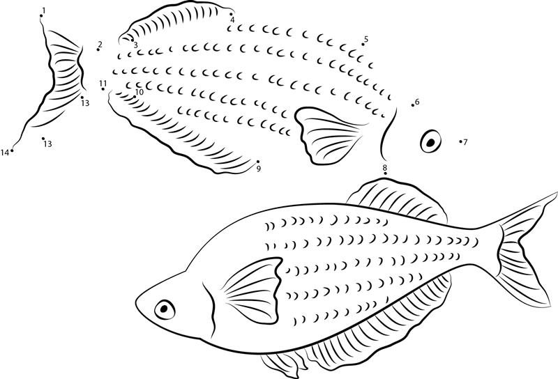 Rainbowfish In New Guinea Islands printable dot to dot worksheet