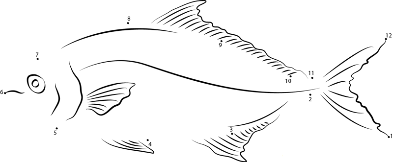 Amberjack printable dot to dot worksheet