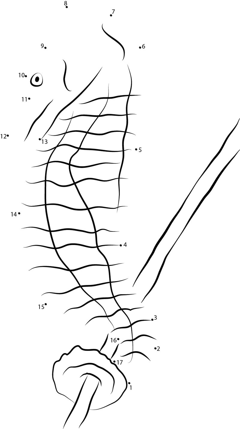 Baby Seahorse At Tennessee printable dot to dot worksheet