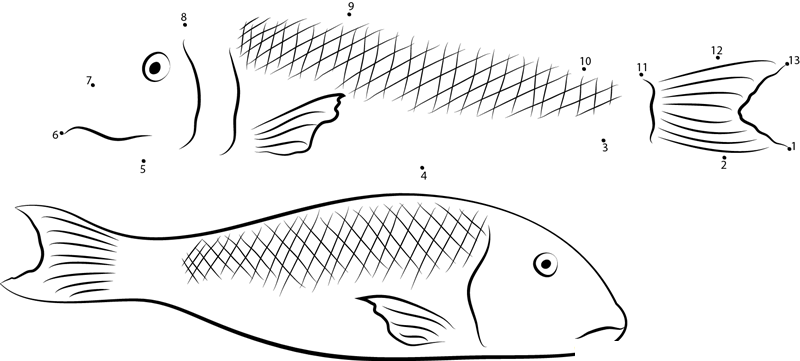 Australasian Snapper Melbourne Aquarium dot to dot worksheets