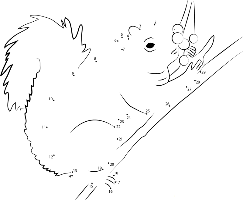 Squirrel Eating Berrys dot to dot worksheets