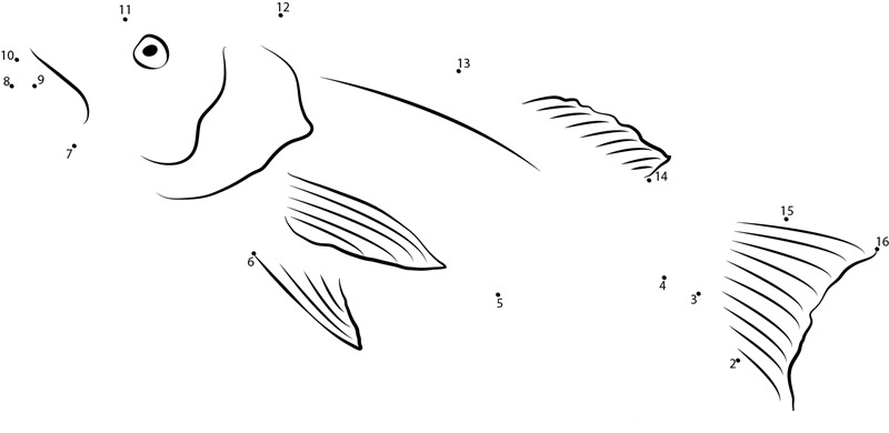 Lutjanus Cyanopterus printable dot to dot worksheet