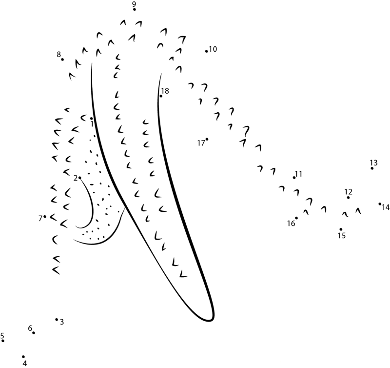 Common Starfish printable dot to dot worksheet