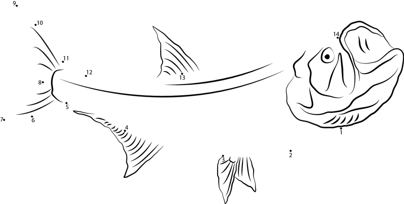 Megalops Atlanticus dot to dot worksheets