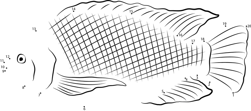 Bimini Tilapia printable dot to dot worksheet