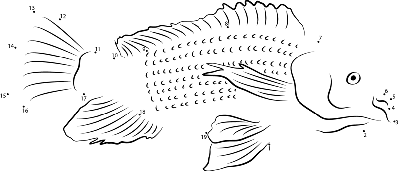 Nile Tilapia printable dot to dot worksheet