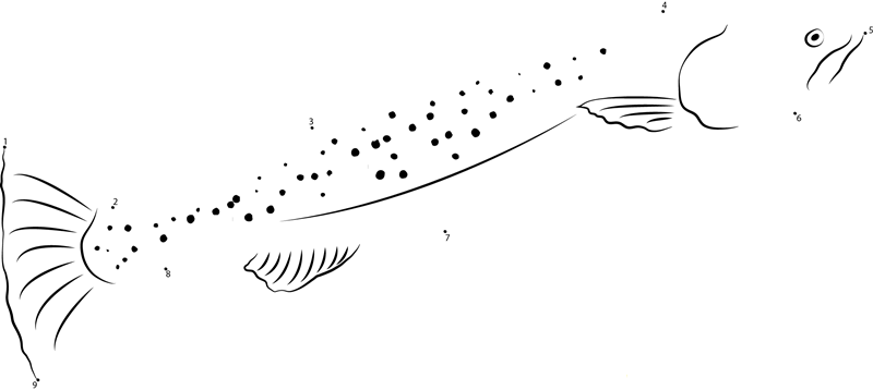 Flathead Trout printable dot to dot worksheet