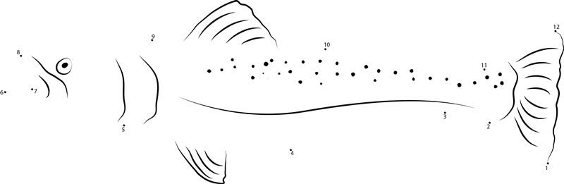 Marble Trout printable dot to dot worksheet