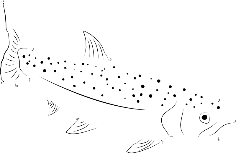 Rainbow Trout printable dot to dot worksheet