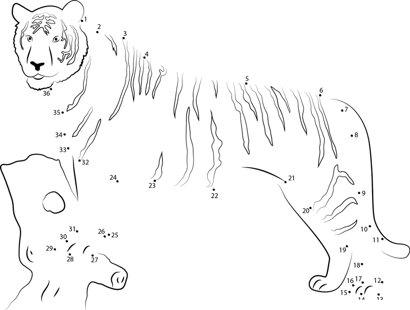 Panthera Tigris printable dot to dot worksheet