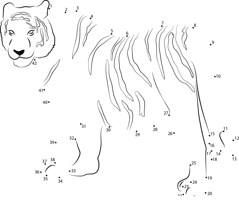 Siberian Tiger printable dot to dot worksheet