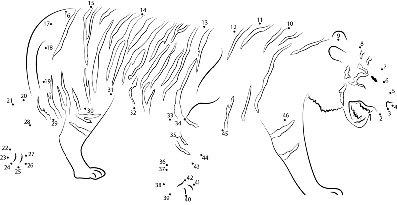 Sumatran Tiger dot to dot worksheets