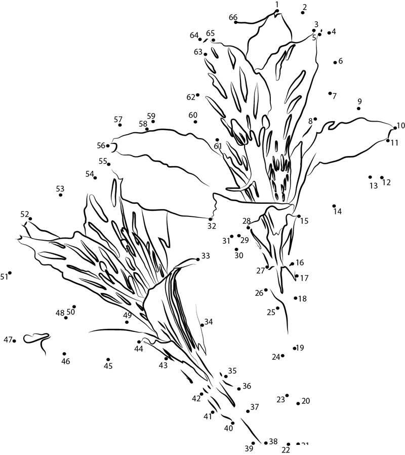 Alstroemeria dot to dot worksheet