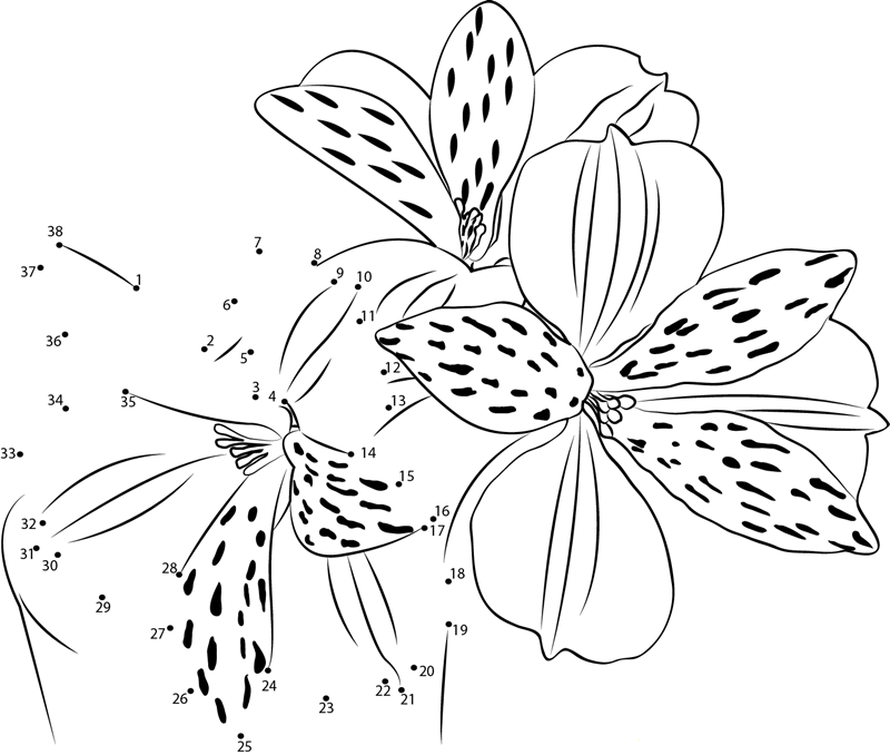 Alstroemeria Flower dot to dot worksheet