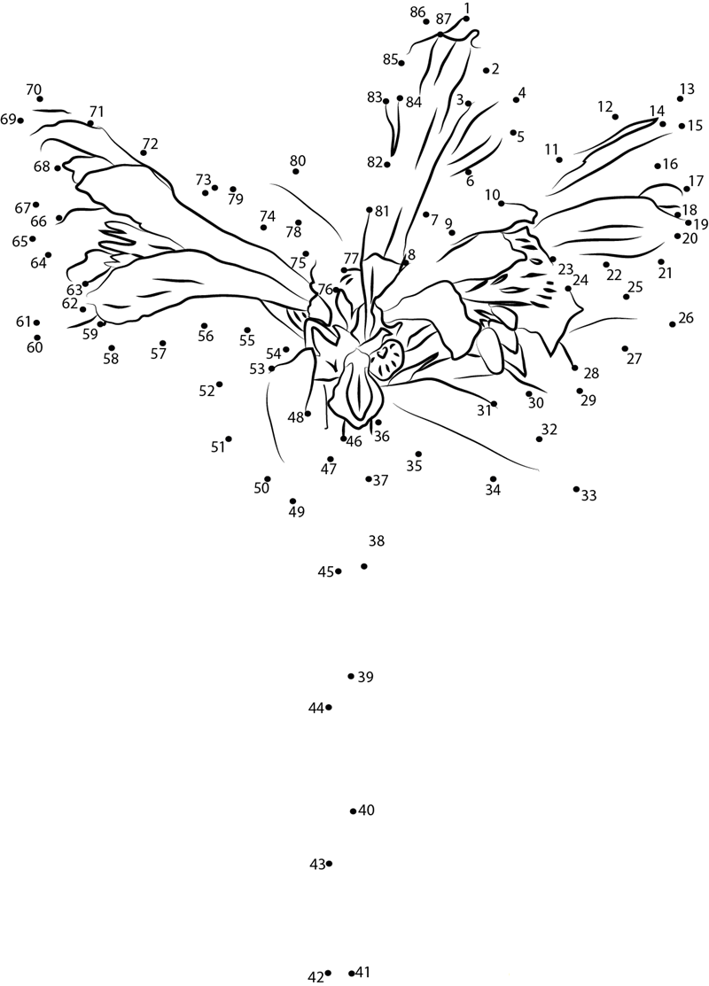 Alstroemeria Pulchella Flower dot to dot worksheet