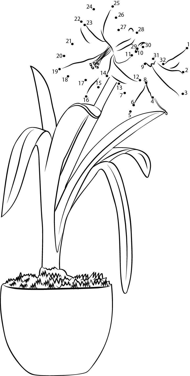 Amaryllis dot to dot worksheet