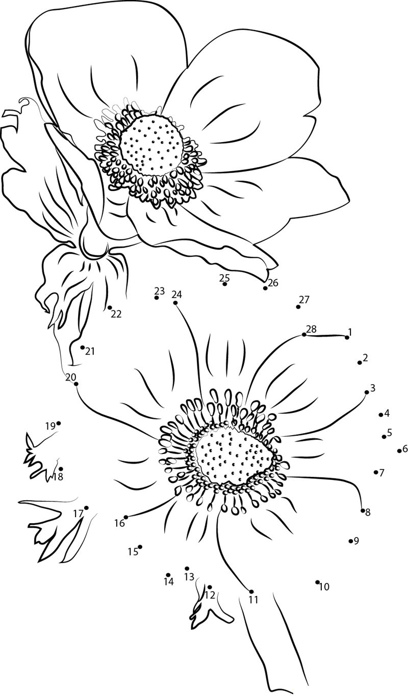 Anemone dot to dot worksheet