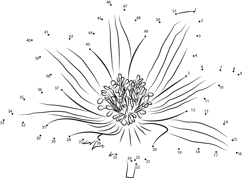 Anemone Coronaria dot to dot worksheet