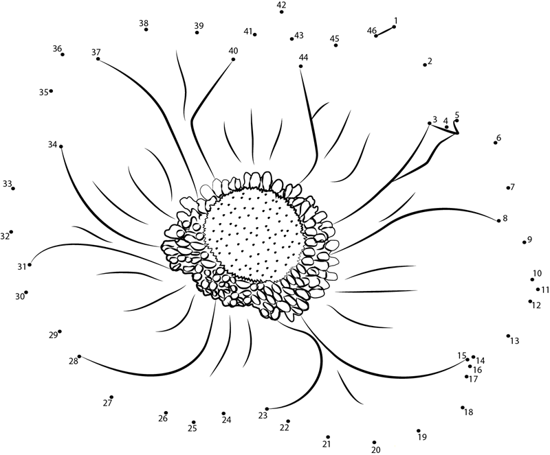 The Anemone Flower printable dot to dot worksheet