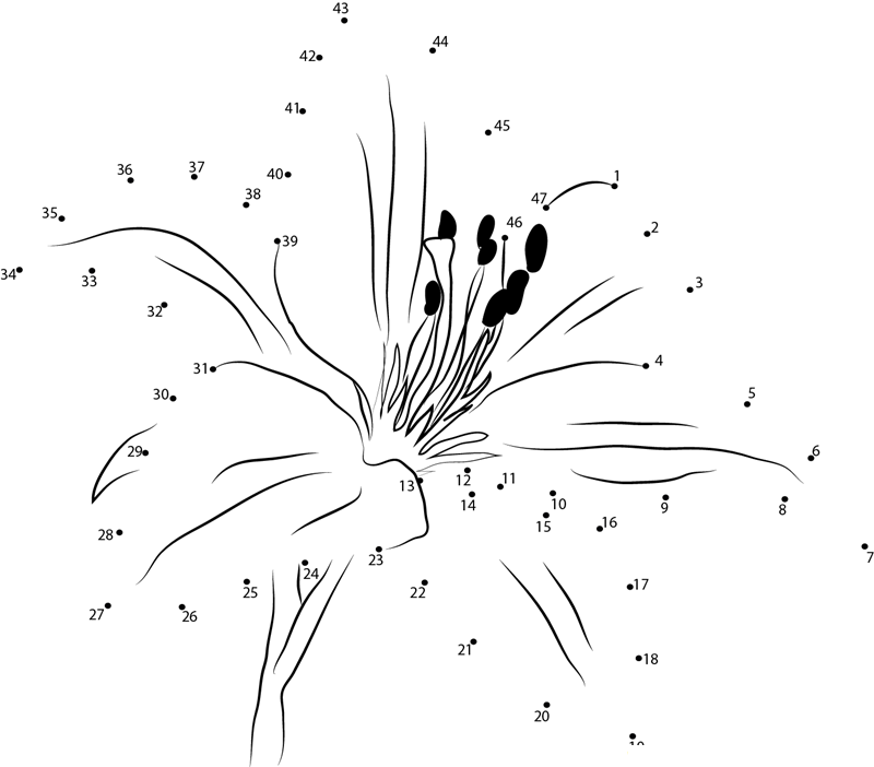 Asiatic Lily printable dot to dot worksheet