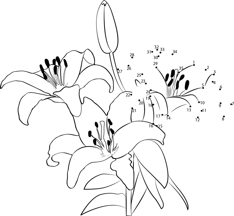 Asiatic Lily Flower printable dot to dot worksheet