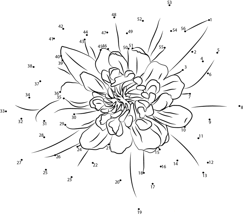 Aster Plants printable dot to dot worksheet