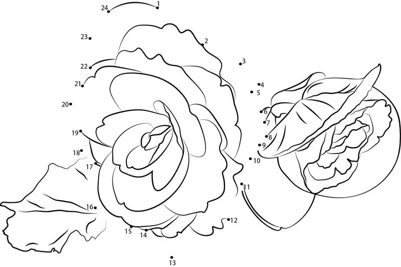 Begonia Flower printable dot to dot worksheet