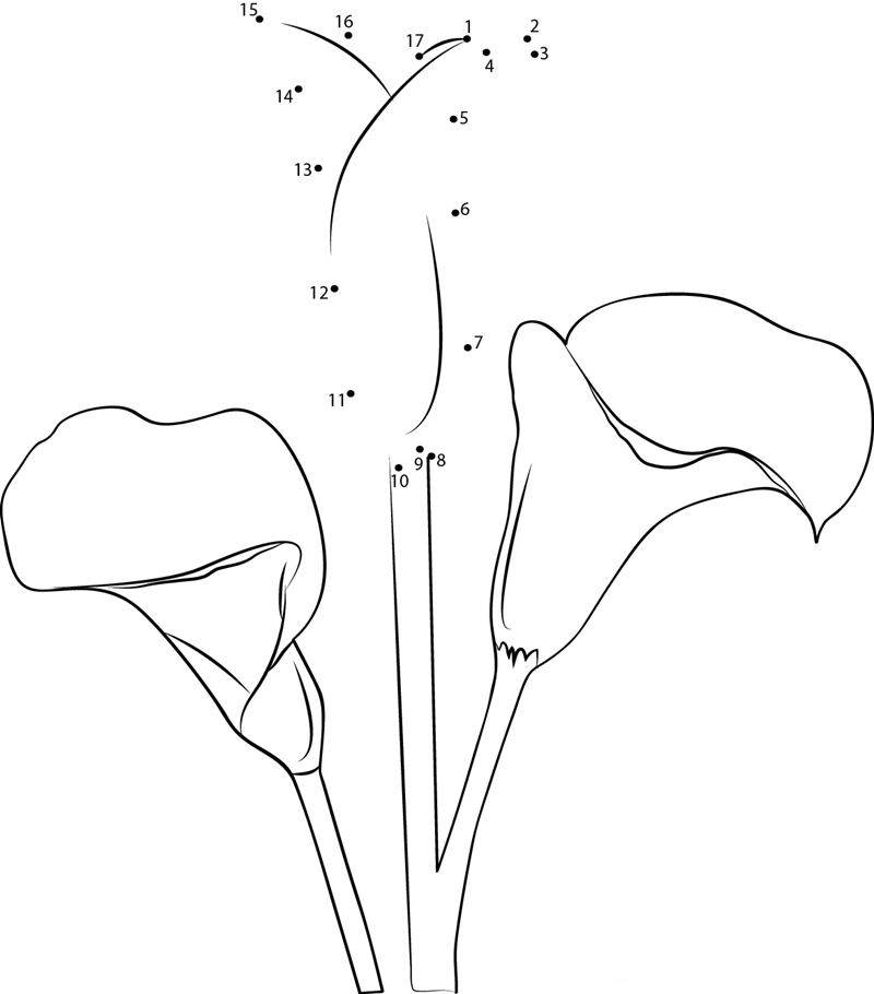 Calla Lily printable dot to dot worksheet