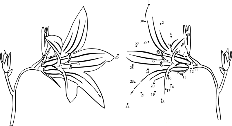 Campanula printable dot to dot worksheet