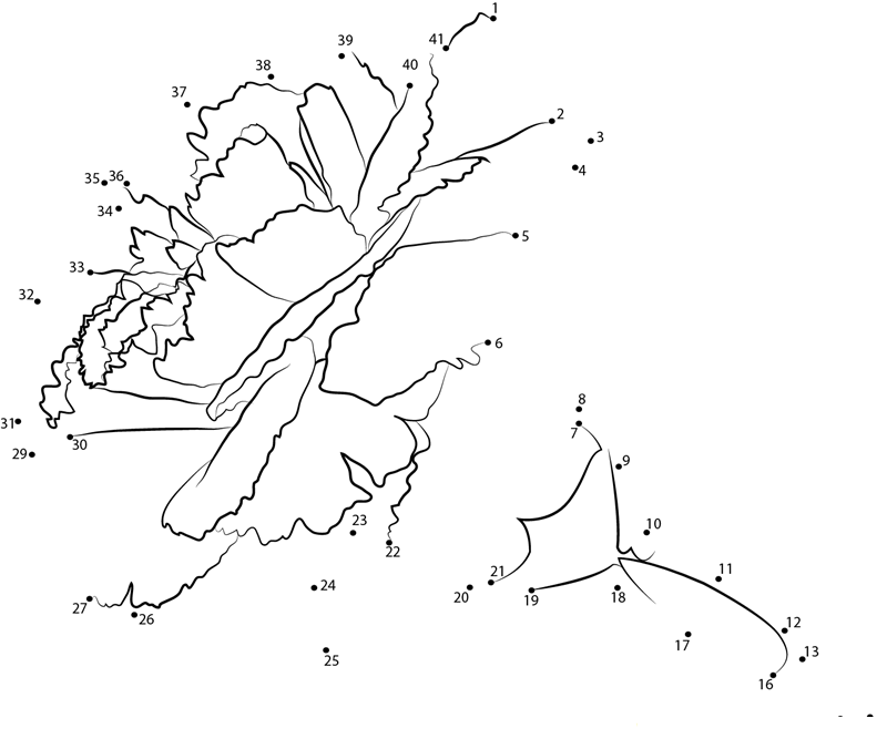 Carnation printable dot to dot worksheet