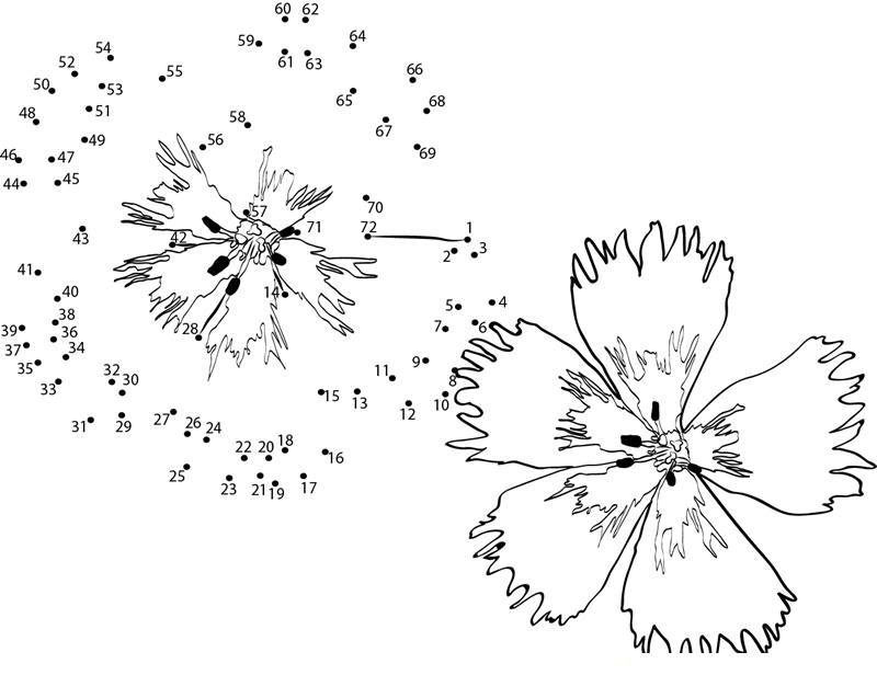 Carnation Flower2 printable dot to dot worksheet