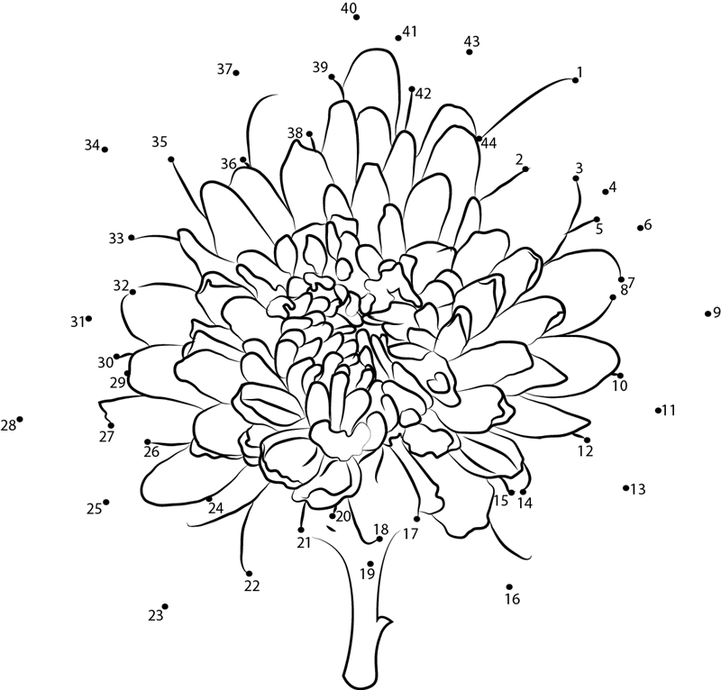 Chrysanthemum printable dot to dot worksheet