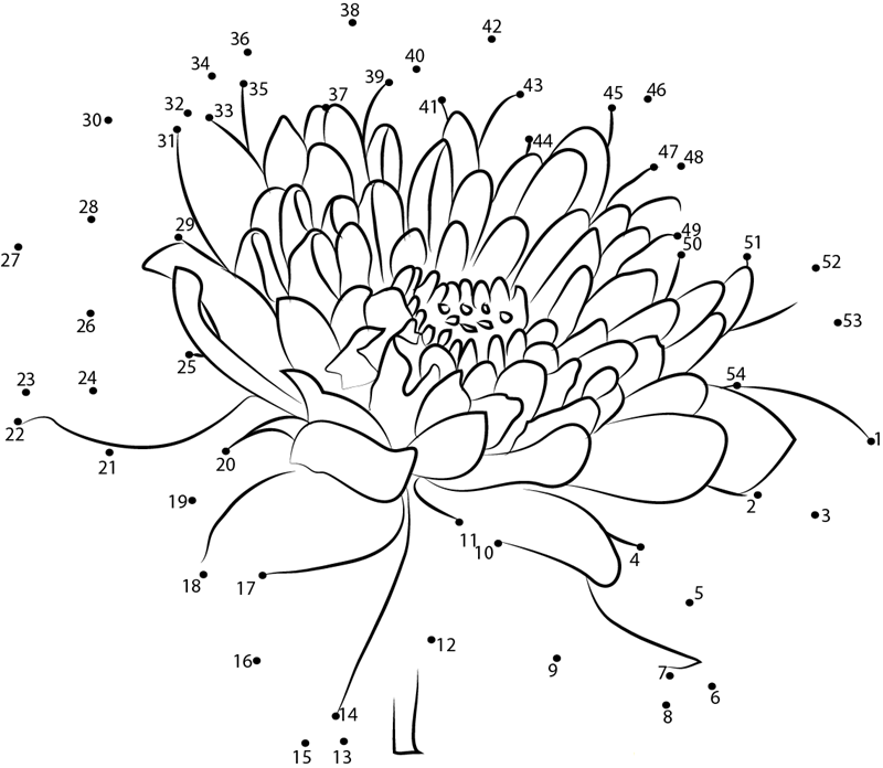 Chrysanthemum F2 printable dot to dot worksheet