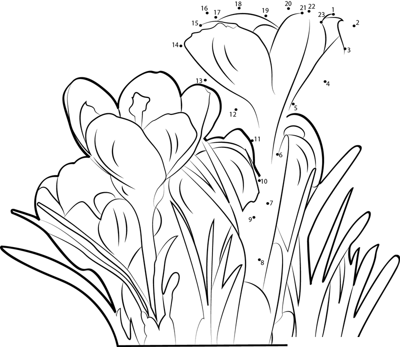 Crocus printable dot to dot worksheet