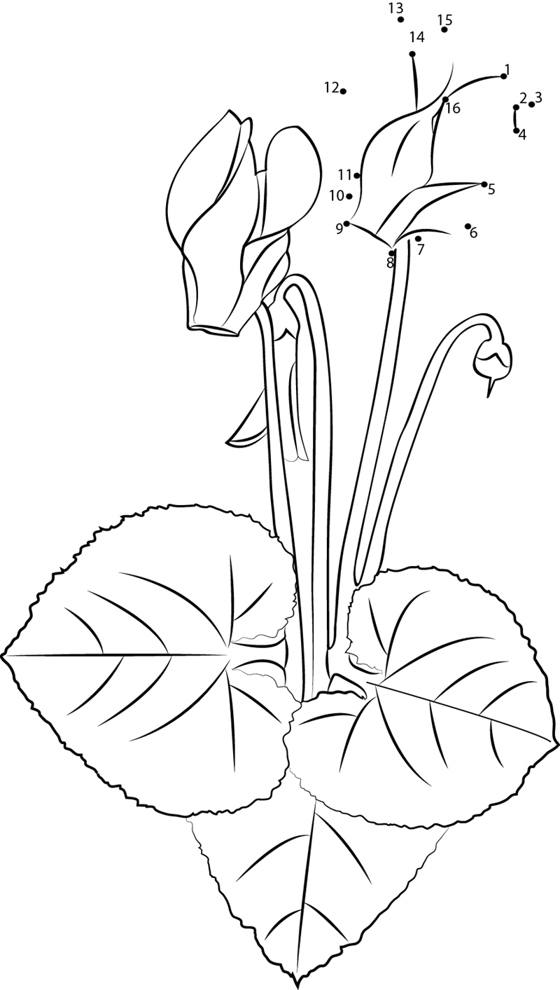 Cyclamen Flower printable dot to dot worksheet