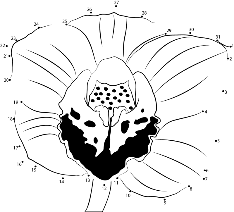 Cymbidium Orchid printable dot to dot worksheet