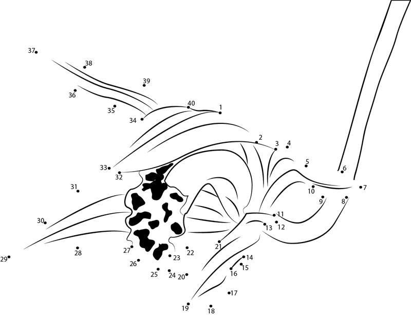 Cymbidium Orchid Flower printable dot to dot worksheet