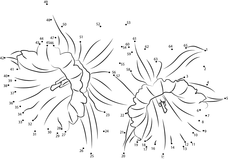 Daffodil F2 printable dot to dot worksheet