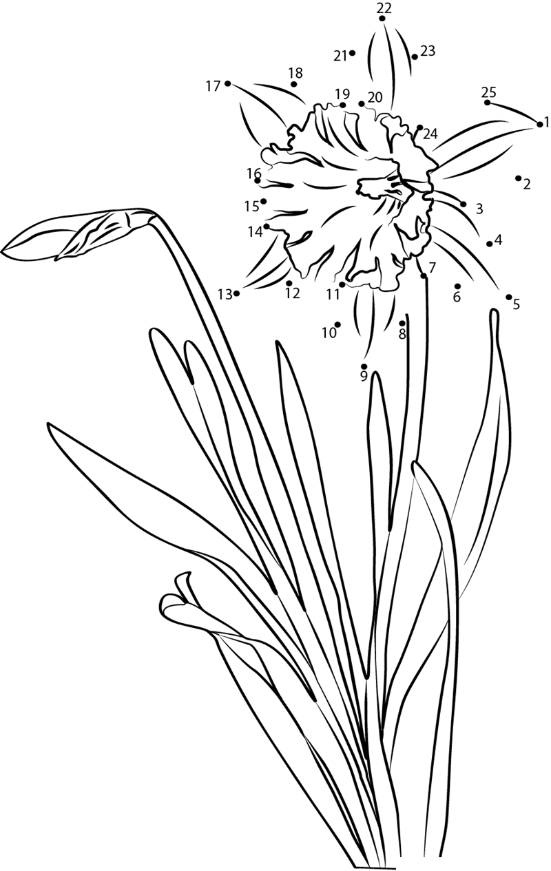 Daffodil Flowers printable dot to dot worksheet