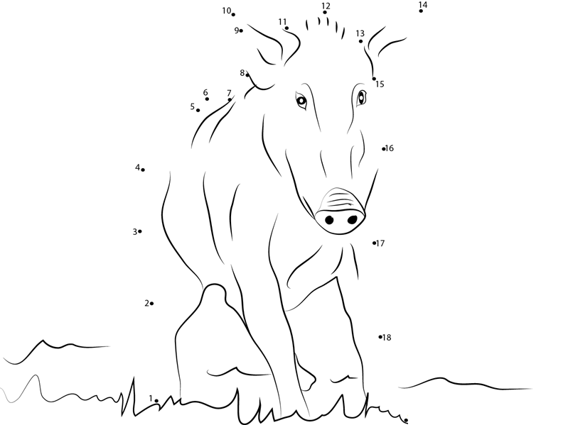 Wild Boar printable dot to dot worksheet