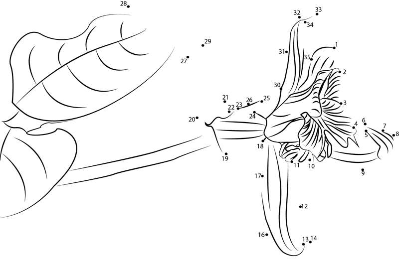 Delphinium printable dot to dot worksheet