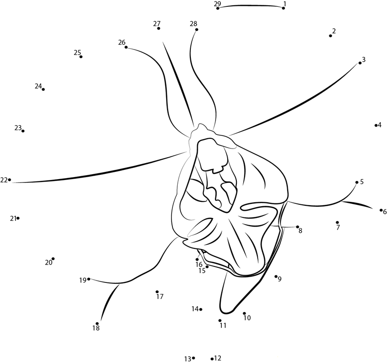 Dendrobium Orchid Flower printable dot to dot worksheet