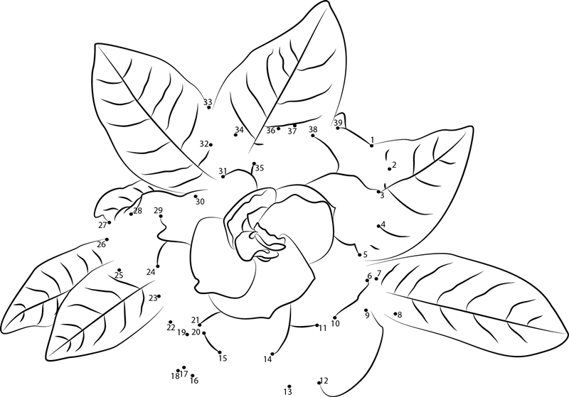 Gardenia F2 printable dot to dot worksheet