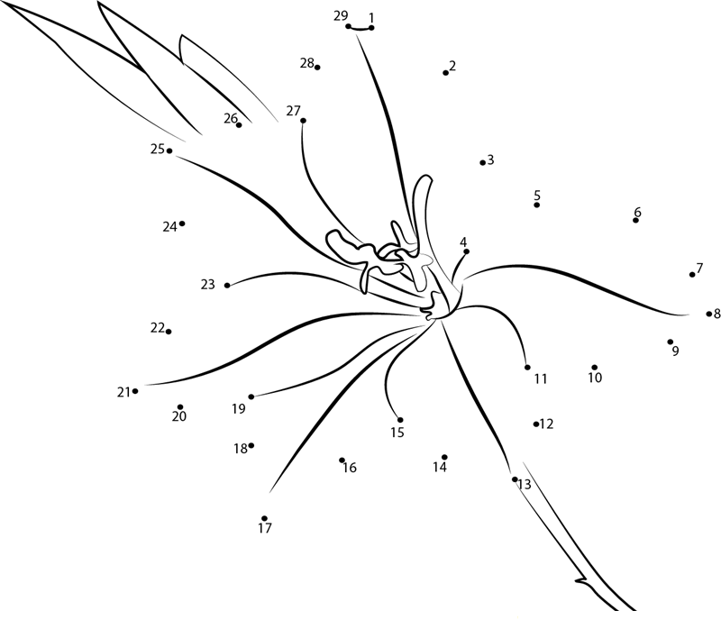 Gladiolus dot to dot worksheets