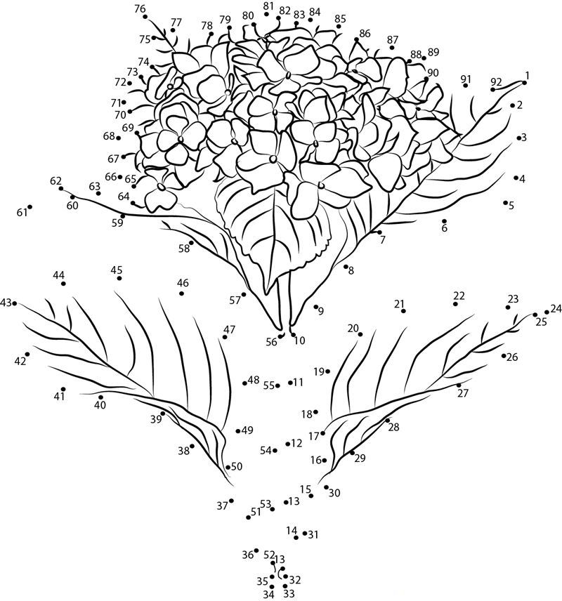 Hydrangea F2 dot to dot worksheets