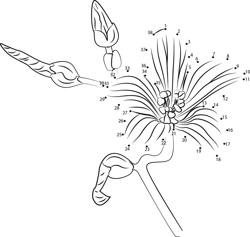 Hypericum printable dot to dot worksheet