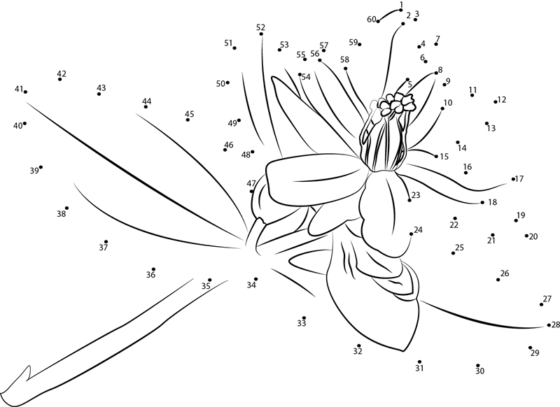 Hypericum F2 printable dot to dot worksheet